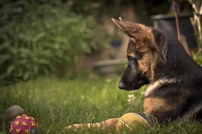 Certain breeds, such as the German Shepherd, are more prone to separation anxiety.