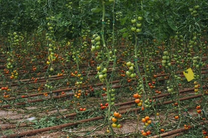 Riego por goteo en un invernadero de Almería donde se cultivan tomates.