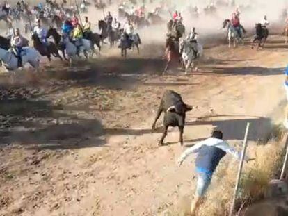 En vídeo, un hombre ha resultado herido de gravedad tras ser corneado por un novillo en los encierros de Medina del Campo EPV