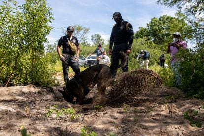 El equipo de búsqueda sigue el rastro del desaparecido Vicente Suástegui este jueves 2 de septiembre de 2021, en los alrededores del poblado de El Arenal (Guerrero).