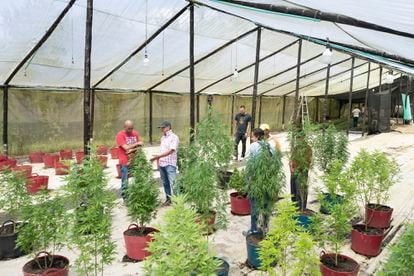 Agrónomos e ingenieros dan asesoría sobre el cultivo a los productores de Gold Land Cannabis Medicina, el pasado 5 de junio.