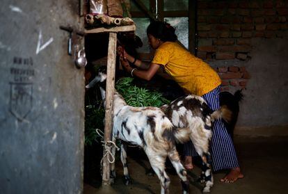 In addition to going to class, the woman is still in charge of the housework, including taking care of her goats. 