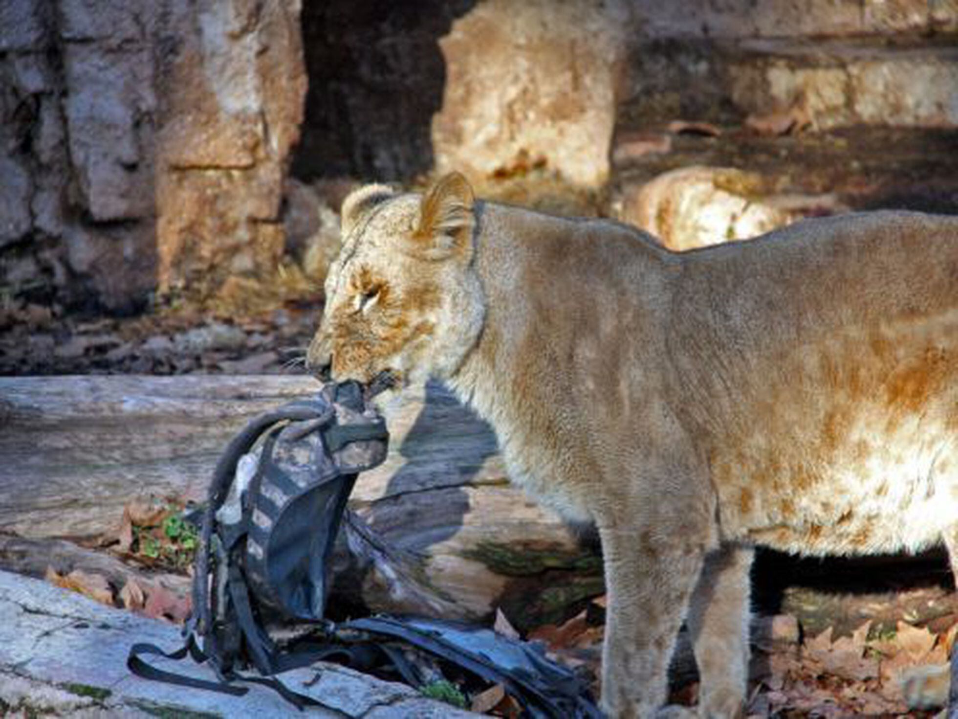 Ataque en el zoo de Barcelona: Rugidos en un soleado domingo | Cataluña |  EL PAÍS