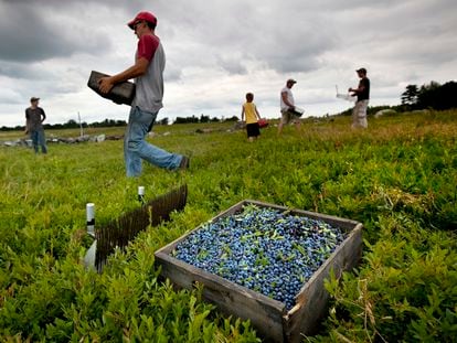 Unos jornaleros cosechan arándanos silvestres en Ridgeberry Farm en Appleton, Maine, Estados Unidos.