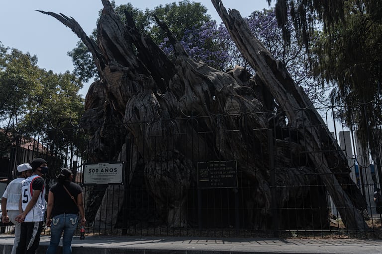 Visitantes observan este jueves la placa junto al ahuehuete por la conmemoración de los 500 años de la llamada noche victoriosa.
