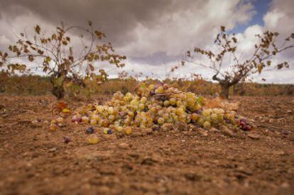 Un montón de uva de rebusco, en un viñedo de Almendralejo.
