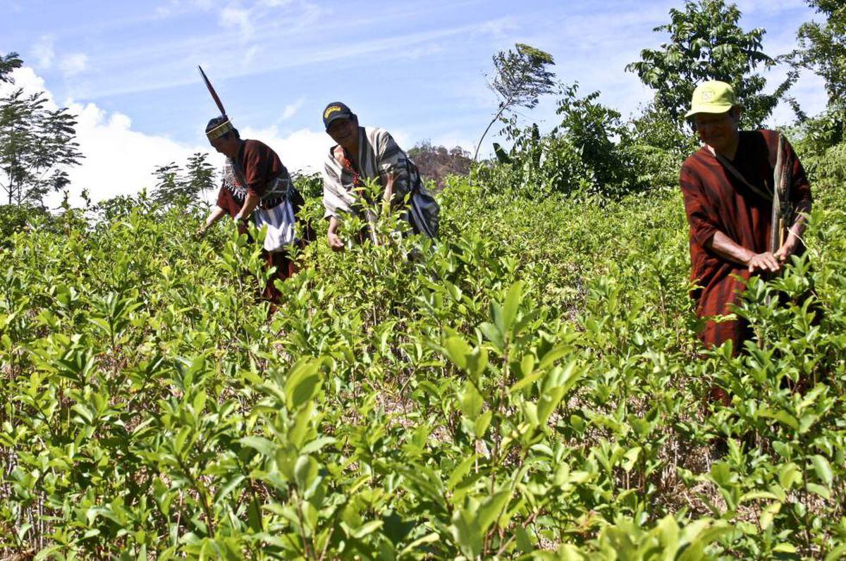 Aumenta El Cultivo De Coca En áreas Protegidas De Perú Internacional El PaÍs 1615