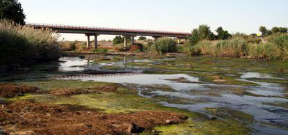 Cauce del Jarama a la altura de San Mart&iacute;n de la Vega.