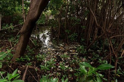 El Instituto Municipal del Ambiente (ICLAM) asegura que la principal causa de contaminación de su icónico lago son los desechos que la "gente inconsciente arroja" a las cañadas, en una ciudad con más de 100 sistemas de este tipo que son utilizados como vertederos por la muchedumbre.
