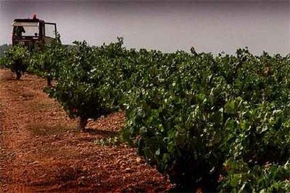 Una explotación de viñedos en Requena-Utiel (Valencia).