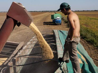 Un trabajador en un campo de soja.