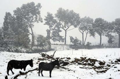 Dos burros en medio de la nieve, en Le Tholonet, en Aix-en-Provence, al sur de Francia.