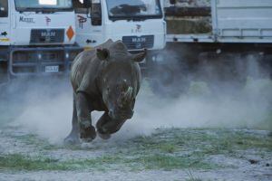 Liberación de uno de los diez rinocerontes en Botsuana.