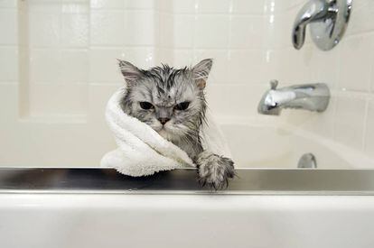 engañar Creyente Perla Al agua, gatos | Animales y CIA | EL PAÍS