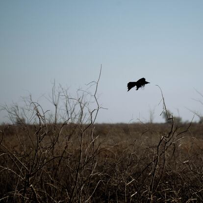 Un cuervo común vuela sobre el estero, el 14 de junio, en el delta del río Colorado, al sur de Mexicali (México). El delta del río Colorado desemboca en dirección del Mar de Cortés en su punto más al norte, pero desde 2001 el agua no llega al mar, ni al delta, sino que desaparece en un cauce vacío muchos kilómetros antes. La sequía de veinte años que vive el oeste de EEUU, el sobre-aprovechamiento de sus aguas y la infraestructura hidrológica tanto en el norte como en el sur de la frontera México - EEUU son unas de las causas. Este río, de cuya agua se benefician 40 millones de personas, se encuentra en un periodo de cambio, ya que la autoridad hidrológica, la Comisión Internacional de Límites y Aguas y su contraparte estadounidense tienen que tomar decisiones difíciles respecto al uso del agua restante.