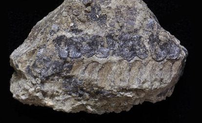 El fósil de una planta sin nombre de hace uno 400 millones de años que inmortaliza una de las estructuras reproductivas de las especies antiguas.