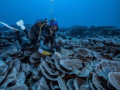 Un buzo, en el arrecife de coral descubierto frente a las costas de Tahití (Polinesia Francesa).