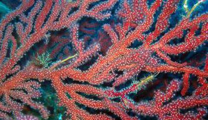 Coral vermell a les illes Medes.