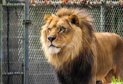 Capturados los dos leones, dos tigres y un jaguar que se escaparon de un  zoo alemán | Internacional | EL PAÍS