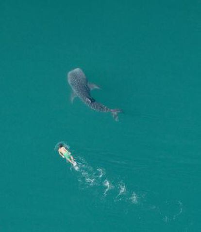 Buceo junto a un tiburón ballena en la bahía de La Paz.