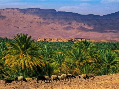 El valle del Draa (Marruecos).