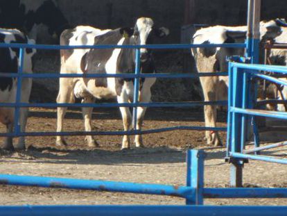 Una granja de vacas de leche en Quintanilla del Agua, Burgos.