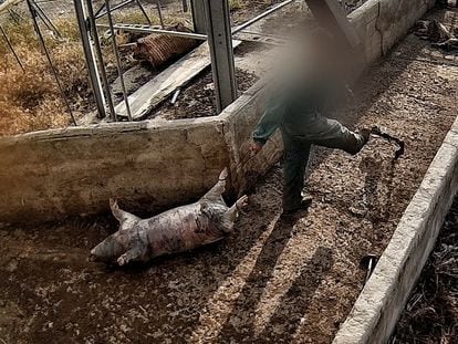 Cerdo muerto en una granja porcina en Quintanilla del Coco (Burgos), denunciada por maltrato animal, mientras gozaba del sello de bienestar animal.