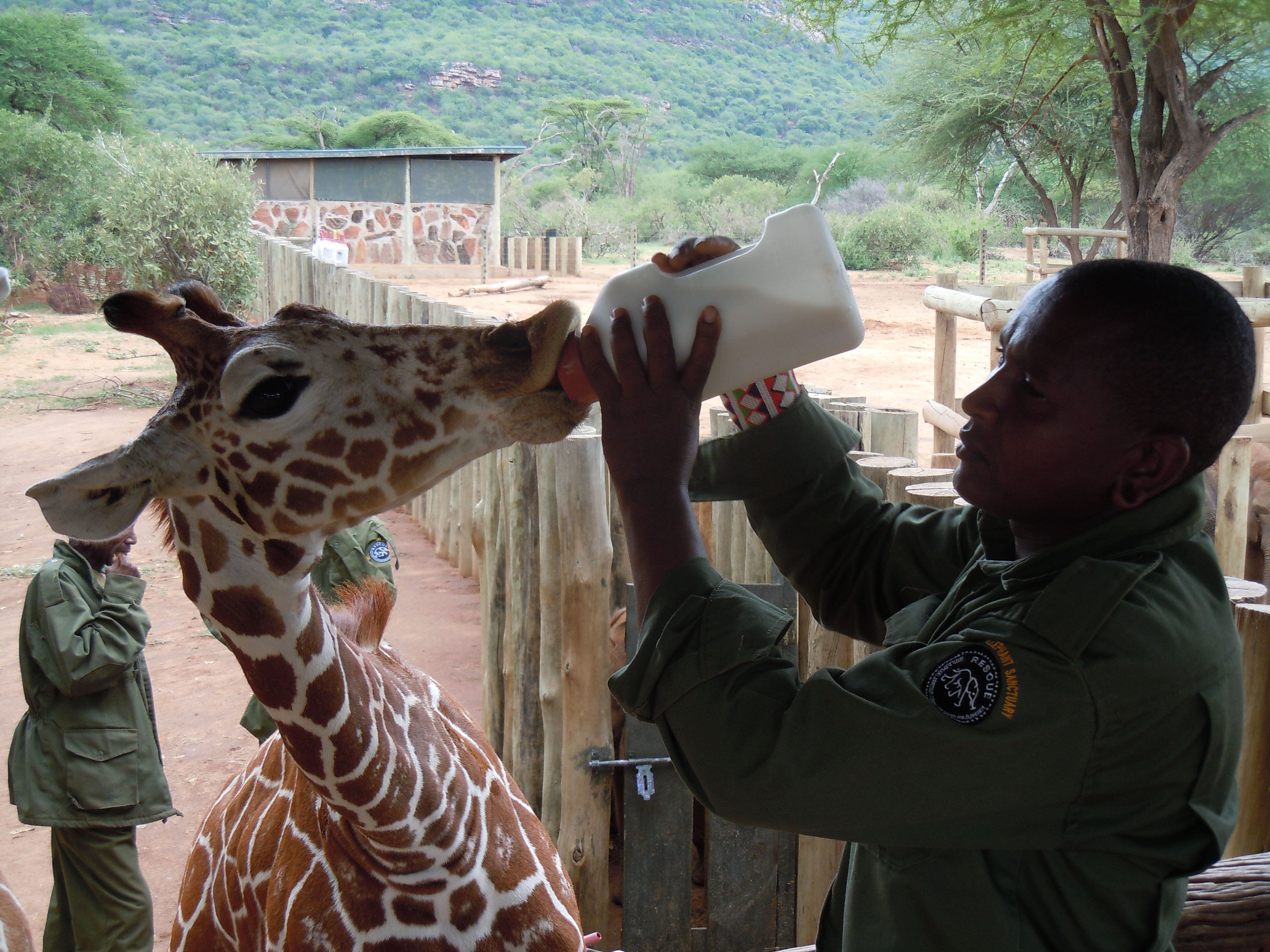 Lenkilai Lemojog le da leche a una cría de jirafa, en abril. 