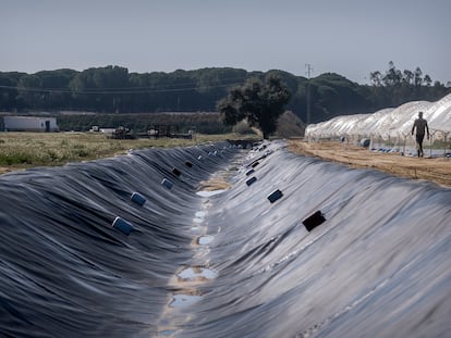 Cauce público del arroyo Algaida Quemada, ocupado por plástico para robar agua y llevarla a invernaderos de fresas en Almonte (Huelva), en febrero de 2022.