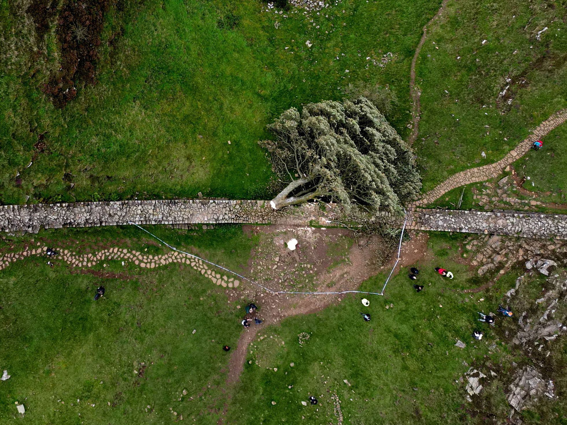 Árbol de la Vida: el sorprendente ejemplar que desafía la erosión del suelo  y crece verde y resistente pese a no tener tierra bajo sus raíces - Billiken