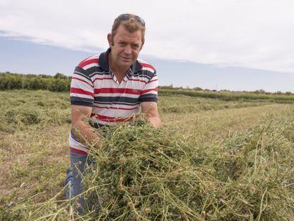 Juan Carlos Angl&eacute;s junto a su alfalfa en el proceso de secado.