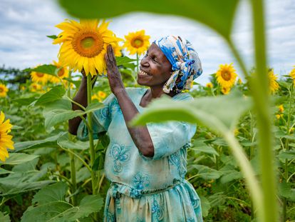 Ketty Okello, de 64 años, cultiva su campo de girasoles, una de sus principales fuentes de ingresos. Uganda, septiembre 2020.