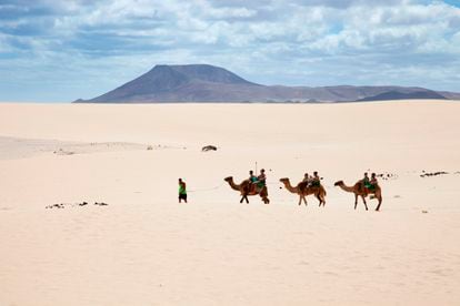 Varias personas montan en camellos por el parque natural de Corralejo, en Fuerteventura.