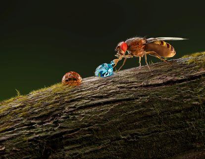 Recreación de los experimentos en los que moscas mutantes tenían que elegir entre una gota de glucosa y otra con sosa cáustica.