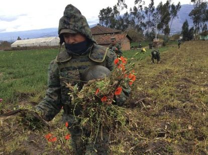 Militares en Ecuador destruyen un campo de amapola.