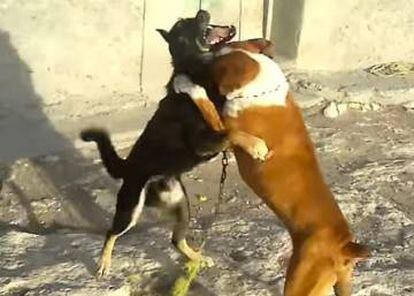 Pelea de perros