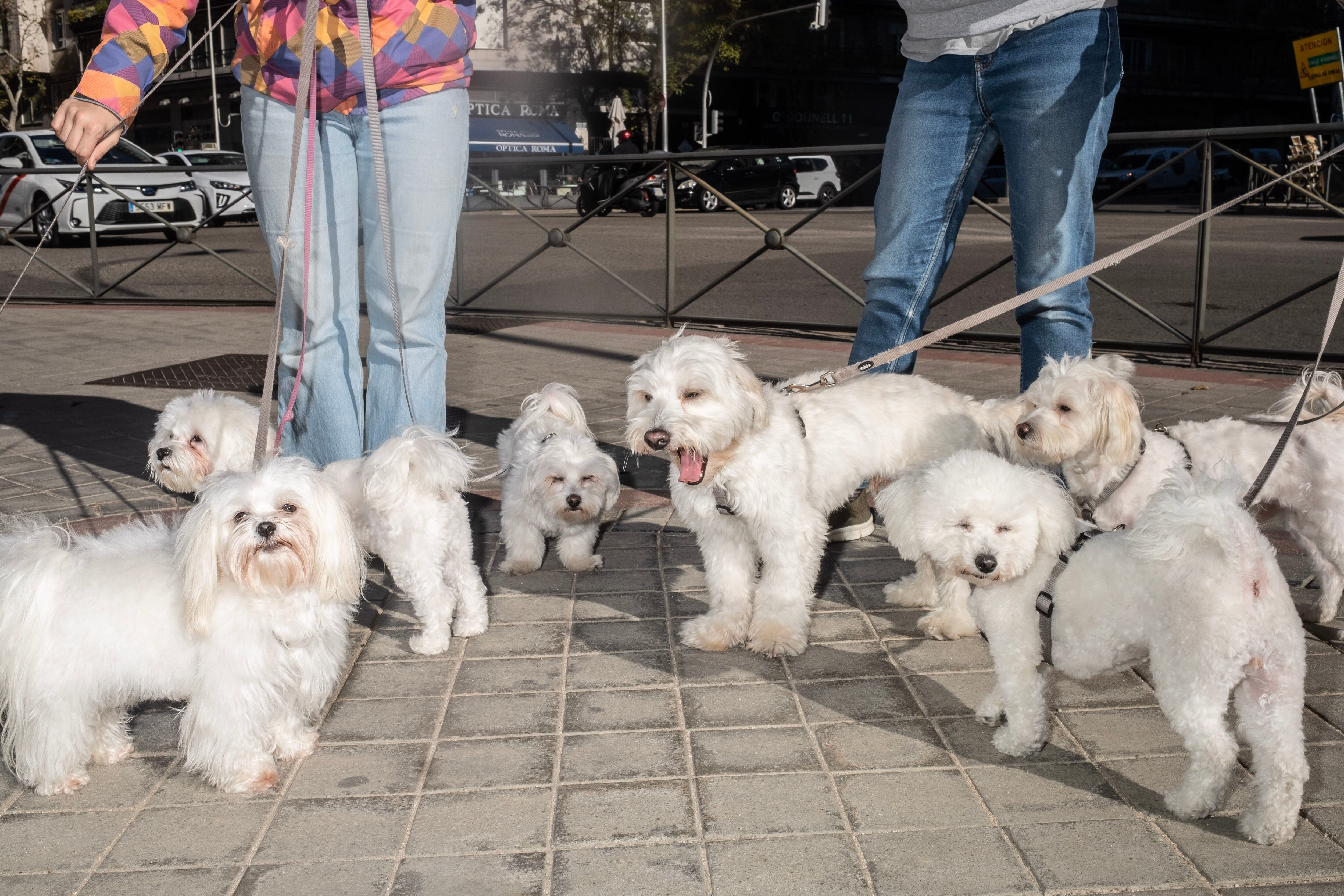 Un grupo de Bichones pasean por el distrito de Retiro. 
