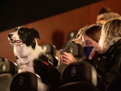 Una mujer junto a su perro en un cine de Gijón durante un pase denominado "dogfriendly".