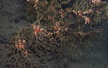 Las colonias de corales de agua profundas, normalmente de color amarillo brillante, están oscurecidas en estas colonias del gofo de México afectadas por el vertido de la plataforma petrolífera ‘Deepwater Horizon’.
