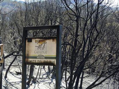 Terreno quemado en Vallehermoso, a la entrada del Parque Nacional de Garajonay.