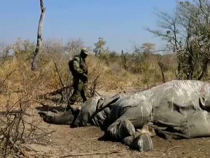 En vídeo, imágenes de elefantes muertos en el delta del río Okavango, en Botsuana.