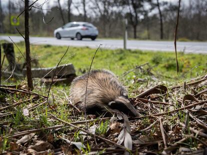 Un tejón muerto a un costado de la carretera N-541 a su paso por Boborás (Ourense).