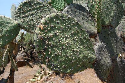 La grana cochinilla es un insecto que vive en los nopales, una especie de cactus.