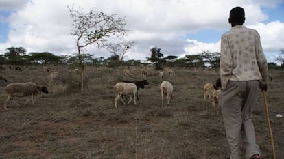 Un pastor conduce a su rebaño por los pastizales del condado de Kajiado, en el valle del Rift, (Kenia).