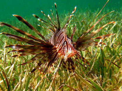 Pez león, especie invasora en el Caribe y el Mediterráneo