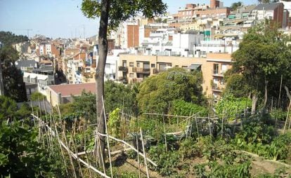 Plantación urbana de 'Hort de l’avi', en Barcelona.