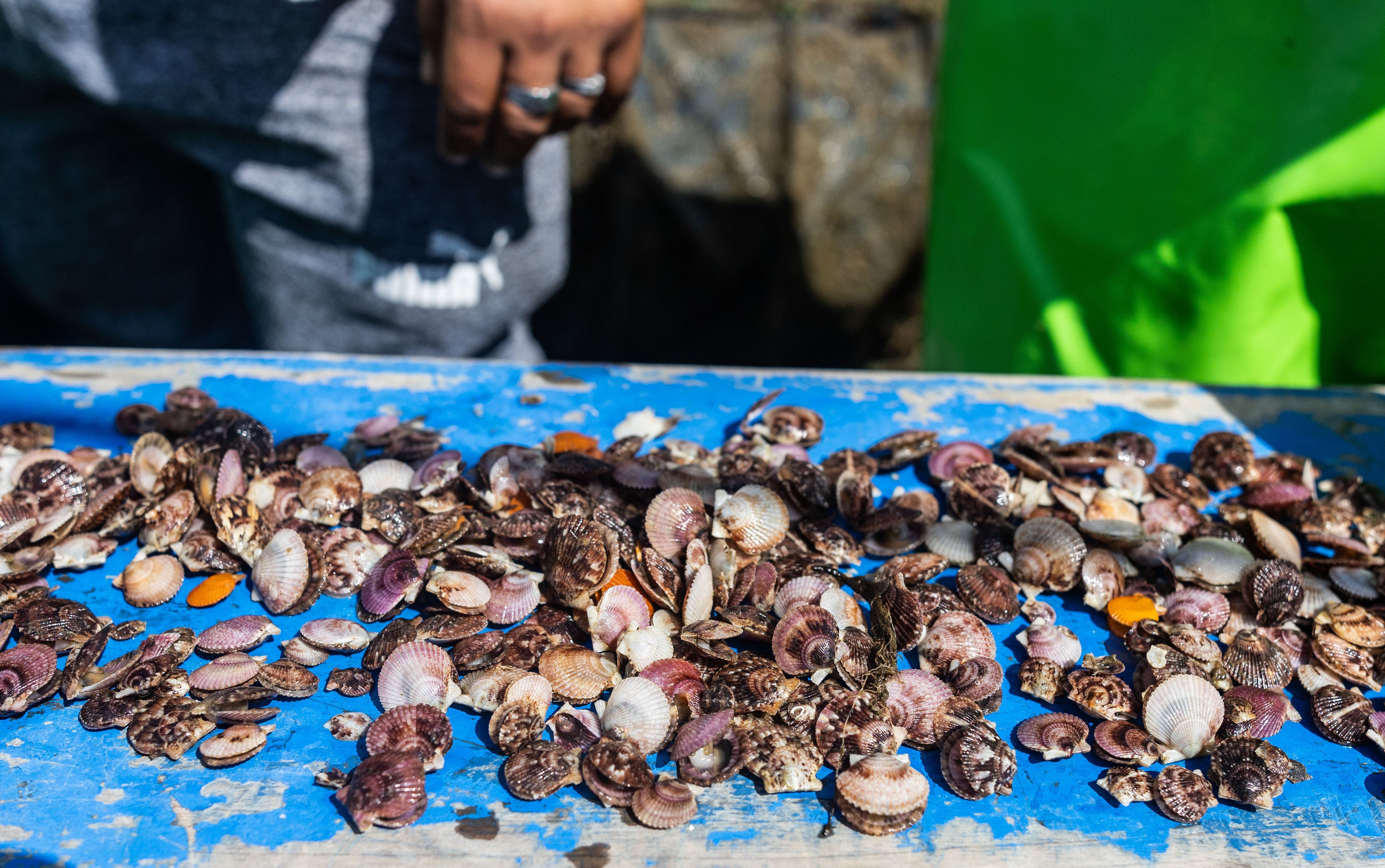 Semillas de conchas de abanico que serán devueltas al mar para que sigan creciendo.