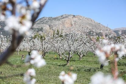 Fiesta del Cerezo en Flor - Fiestas y Tradiciones de España