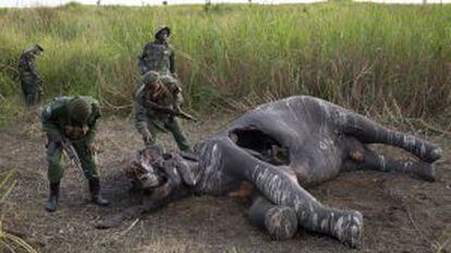 Un grupo de guardabosques hallan a un elefante abatido