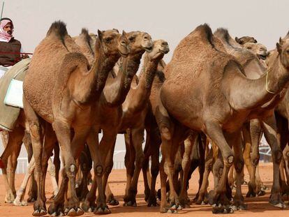 Un hombre guía el pasado viernes a un grupo de camellos que participaron en el King Abdulaziz Camel Festival, en Riad.